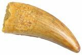 Serrated, Theropod (Deltadromeus?) Pre-Max Tooth - Morocco #347077-1